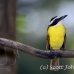 kiskadee_great_tar_h_0767_cos1100.jpg